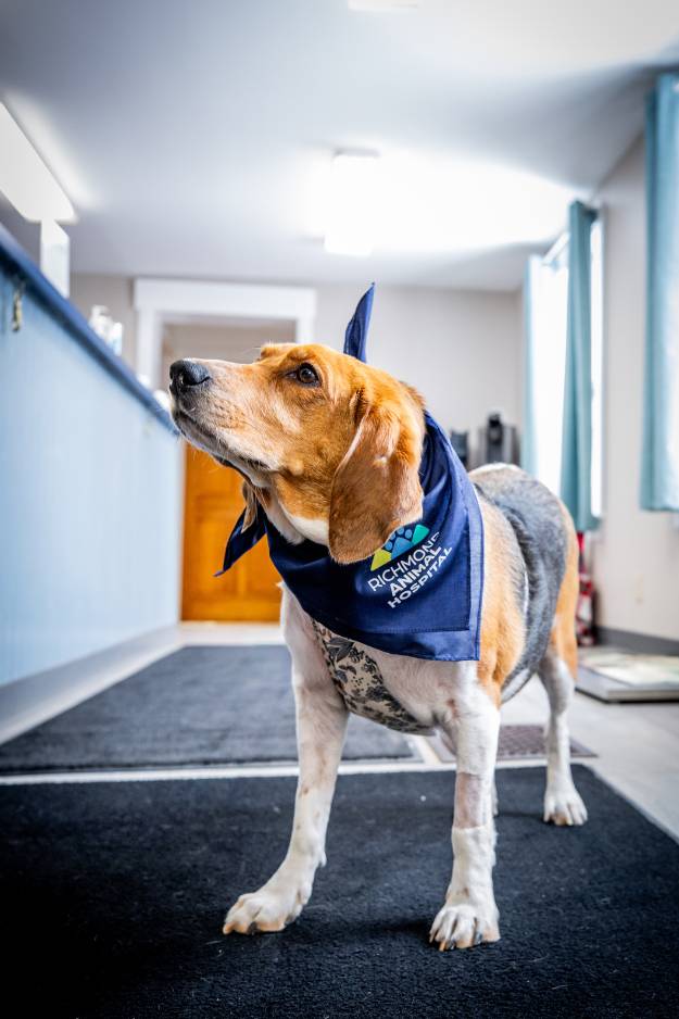 Happy dog wearing Richmond Animal Hospital branded bandana after a wellness visit in Vermont