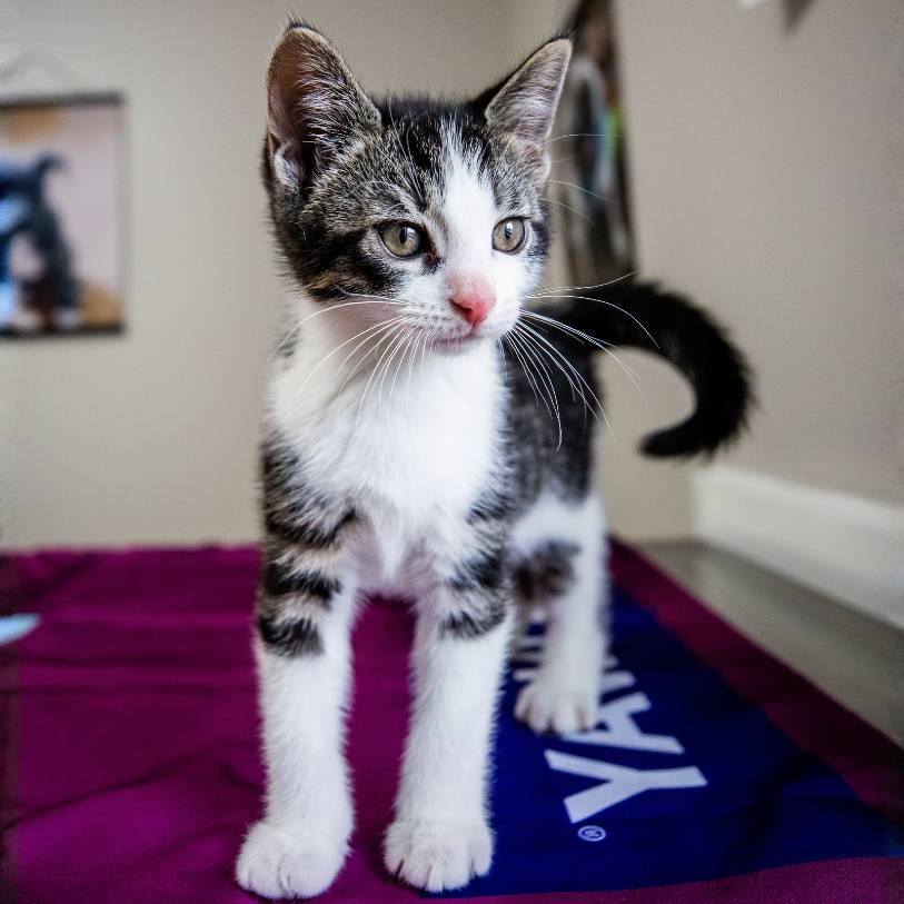 New kitten patient during first wellness exam at Richmond Animal Hospital in Richmond, Vermont