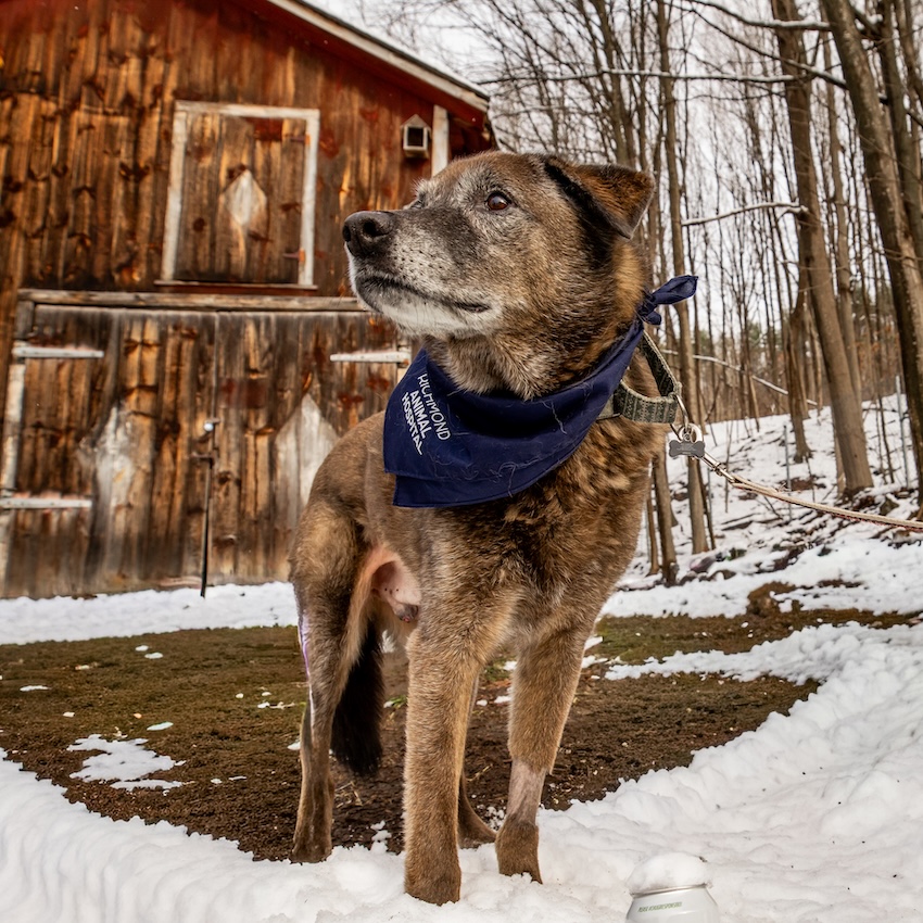 Dog wearing a Richmond Animal Hospital scarf for veterinary jobs in Richmond, VT